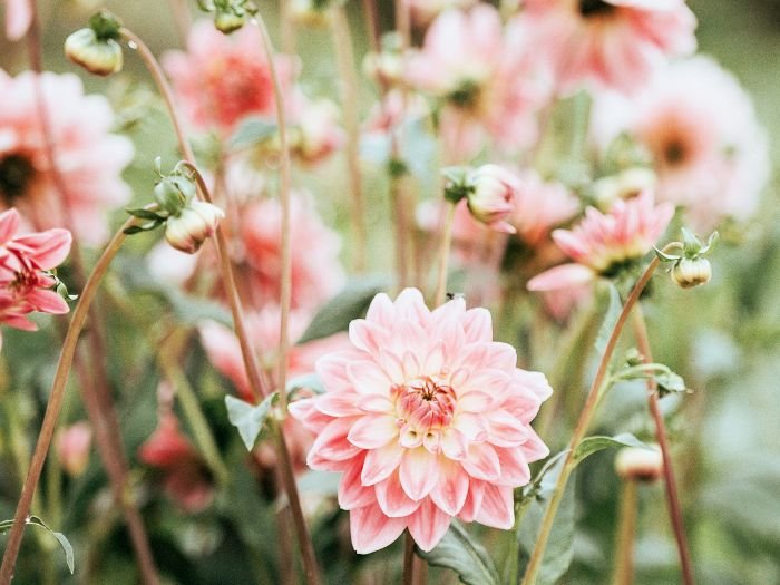 A soft arrangement of blooming flowers
